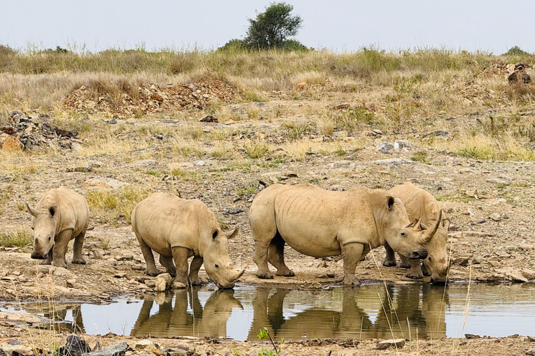 Nairobi Park Safari, Sheldrick's Orphanage & Giraffe Center Shared Drive in Open-Roof Van Game Drive