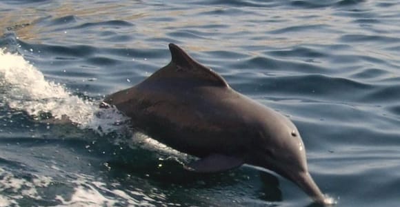 Dolphin Watching Trip– Muscat Sea Experience