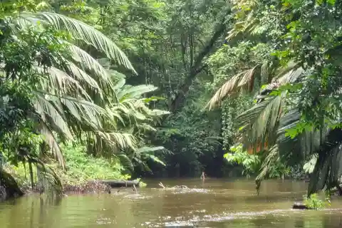 Tortuguero: Tour de Canoa, Tour relajante por los senderos acuáticos PNT.