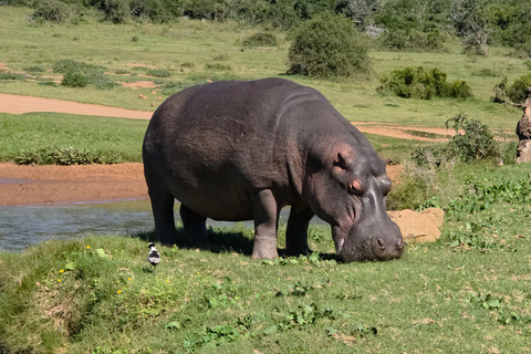 Half-Day Schotia Game Reserve (Open 4x4 Vehicle)