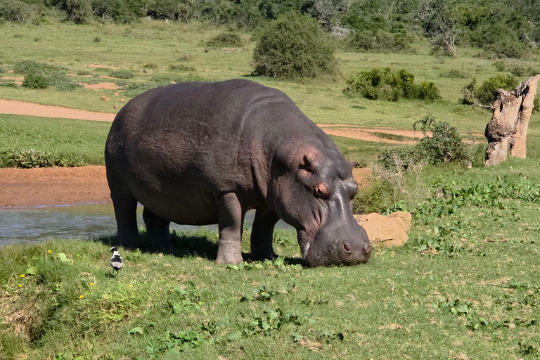 Half-Day Schotia Game Reserve (Open 4x4 Vehicle)