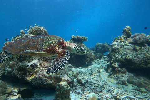 Phuket/Khao Lak: Ko Surin – 3-Riff-Schnorcheln-MeisterwerkAbholung vom Hotel in Phuket