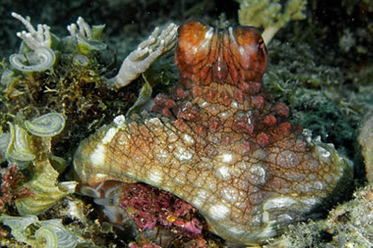 Zanzibar: Upptäck dykningKizimkazi: Menai Bay – upptäck dykning