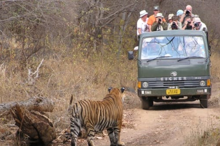 Excursión privada de una noche: Jaipur - Ranthambore Safari con Tigres
