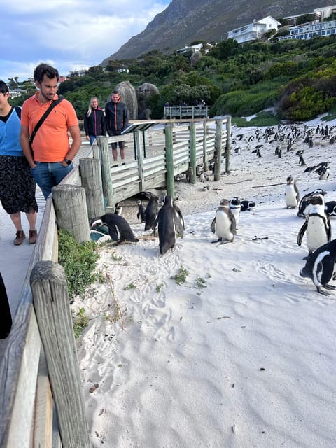 Visite Priv E D Une Journ E Au Cap De Bonne Esp Rance Et Aux Pingouins