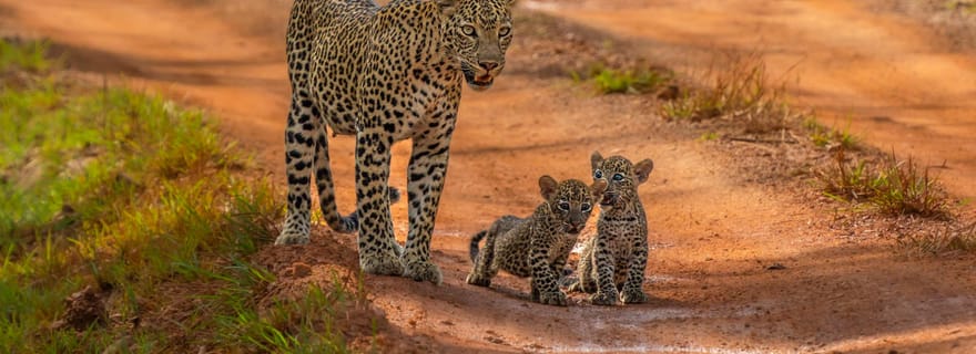 Safaris dans le parc national de Yala : demi-journée et journée complète