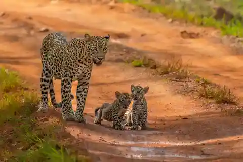 Yala National Park Safari Tours: halve dag & dagvullende tour
