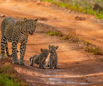 Excursões de safári no Parque Nacional de Yala: meio dia e 1 dia