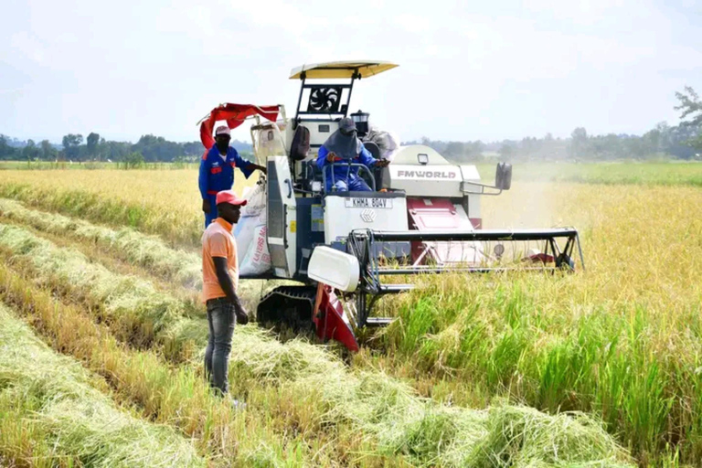 Mwea Tebere Irrigation Scheme Tour in Kirinyaga county Kenya