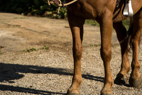 Plitvice: Horseback Riding Tour with Cave Entry Ticket Ride to Barać Caves (Half‑day Horseback Tour)