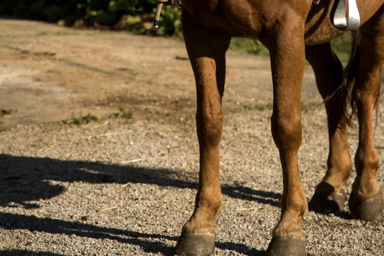 Plitvice: Horseback Riding Tour with Cave Entry Ticket Ride to Barać Caves (Half‑day Horseback Tour)