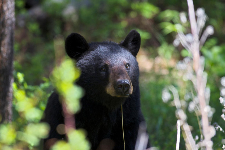 Private Sunset Safari of Grand Teton National Park Grand Teton Wildlife Safari and Scenic Highlights Tour