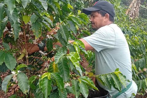 Coffee Route: Workshop, Tasting, and Trekking in the Farallones de Cali