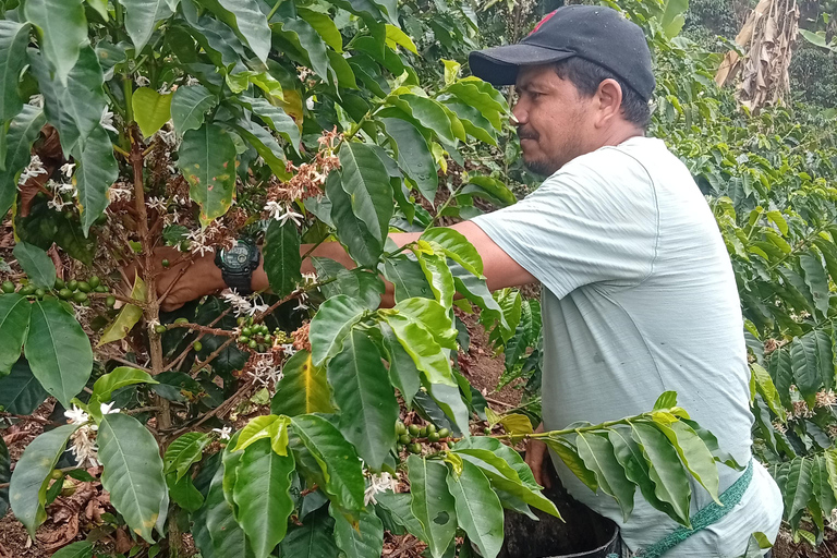 Coffee Route: Workshop, Tasting, and Trekking in the Farallones de Cali