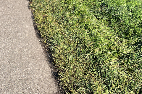 Strasbourg: Segway tour, urban nature