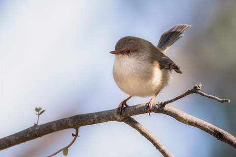 Victoria Falls: Guided Walking Tour with Birdwatching