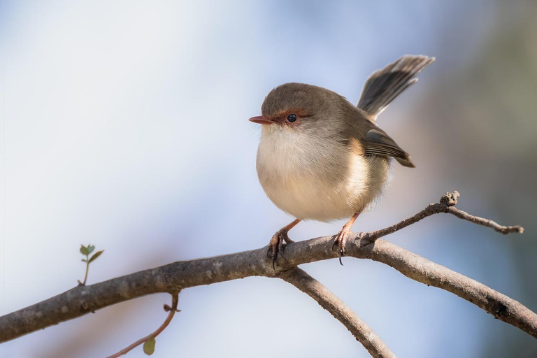 Victoria Falls: Guided Walking Tour with Birdwatching