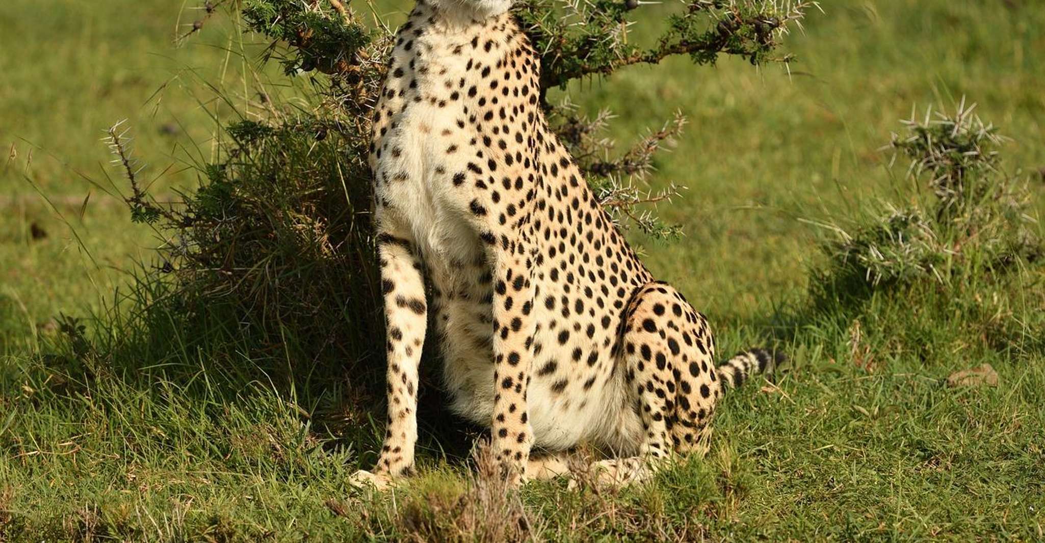 Overnight safari to Amboseli National Park, starting from Na - Housity