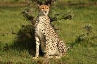 Overnight Private Safari To Maasai Mara - Housity