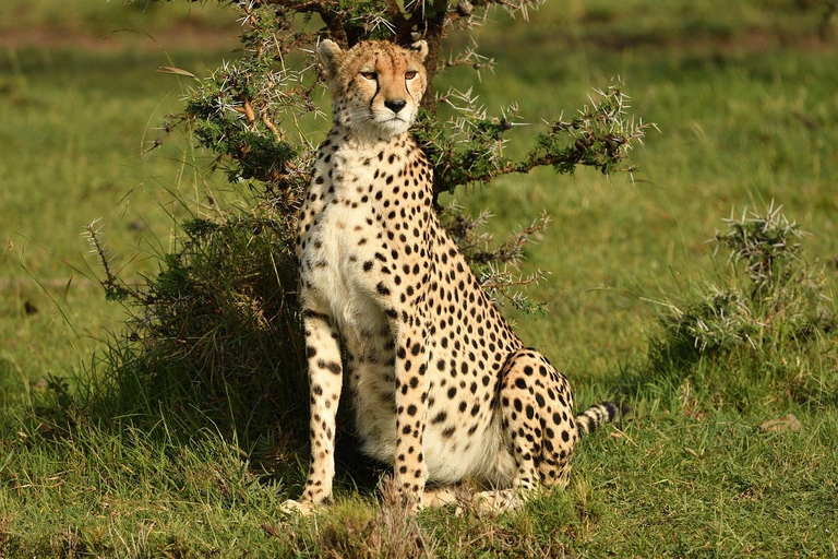 Safari de 4 jours dans le Masaai Mara et le parc national du lac Nakuru