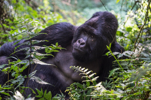 From Kigali: Uganda Mountain Gorilla Trekking Day Trip