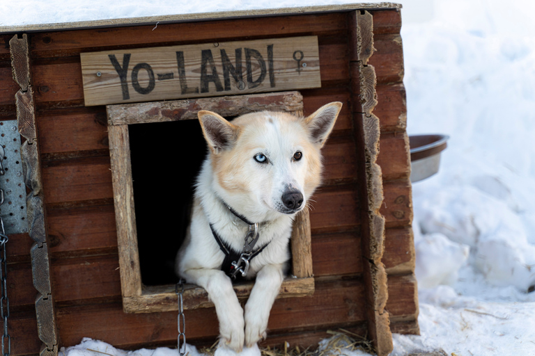 Da Tromsø: Esperienza Husky con giro in slitta trainata da cani in autonomiaEsperienza Husky e tour in slitta trainata da cani: 8:10 AM