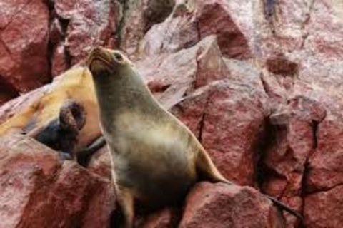 Réserve de Paracas : paysages, faune et histoire