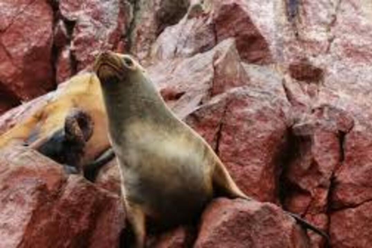 Réserve de Paracas : paysages, faune et histoire