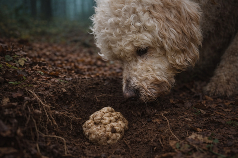 Langhe and Monferrato: Private Truffle Hunt and Wine Tasting