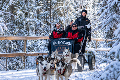 Rovaniemi: Your First Husky Sled Ride & Husky Farm Visit ⭐ 500m Husky Ride | Standard