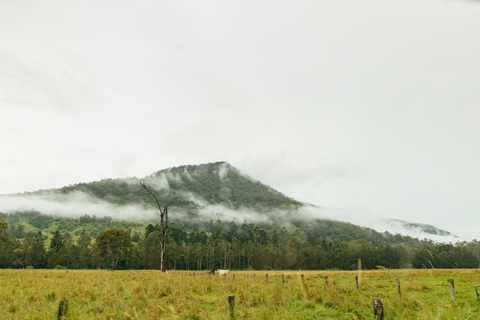 Tagestour ab Brisbane: Regenwälder & Glühwürmchenhöhle