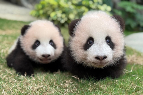 Hong Kong: Ocean Park Panda Visit Entry Ticket with Transfer Ocean Park (with ticket and transfer)