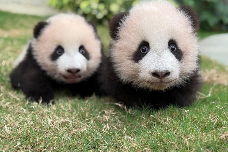 Hong Kong: Ocean Park Panda Visit Entry Ticket with Transfer Ocean Park (with ticket and transfer)