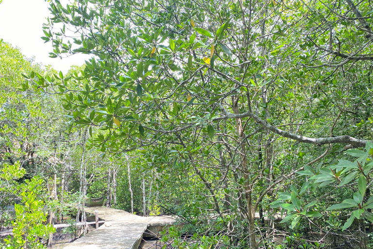 Koh Lanta:Excursión de medio día al Manglar + Campamento de Elefantes