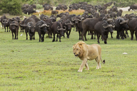 2 Tage private Tarangire und Ngorongoro Krater Safari2 Tage