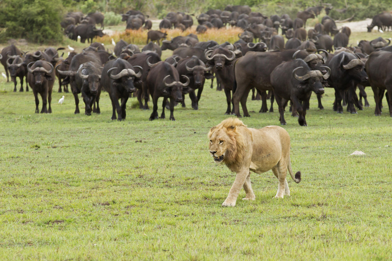 2 Tage private Tarangire und Ngorongoro Krater Safari2 Tage