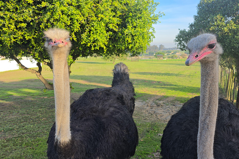 Cape Town: Ostrich Ranch Safari with Hotel Transfer