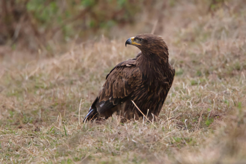 5-dniowa wycieczka do Parku Narodowego Bale i gór