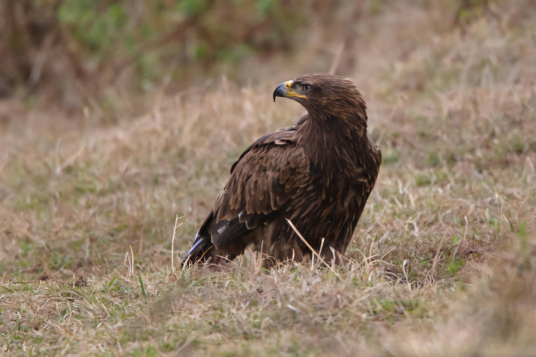5-dniowa wycieczka do Parku Narodowego Bale i gór
