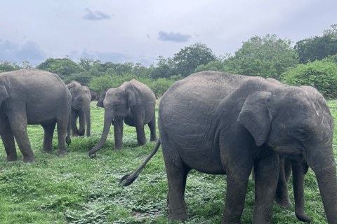 From Near Sigiriya: Kaudulla National Park Safari Tour Half Day Safari Tour