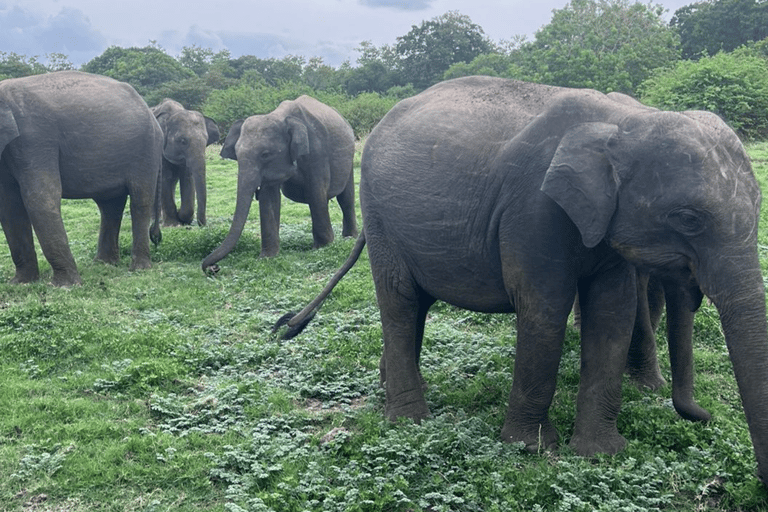 From Near Sigiriya: Kaudulla National Park Safari Tour Half Day Safari Tour