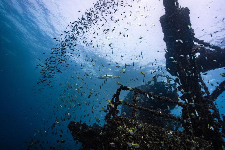 Sunshine Coast: Tauchgang im Schiffswrack der Ex-HMAS Brisbane