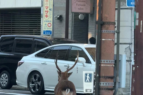 Nara: Naramachi Street Food and Sake Tour