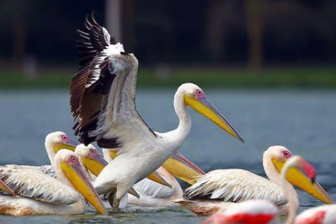 Lake Nakuru National Park Day Trip from Nairobi.