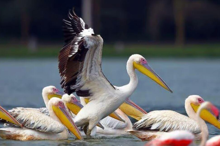 Lake Nakuru National Park Day Trip from Nairobi.