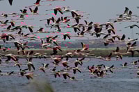 Salina di Cervia, cammina lungo la strada dei nidi - Housity