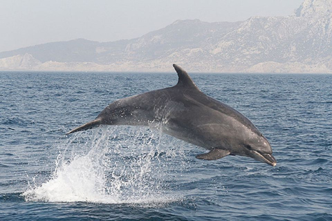 Desde Sevilla : Aventura Cetácea con Día de Playa en Tarifa