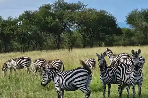 Tanzania: 8-Day Safari and Volcano Trekking Adventure