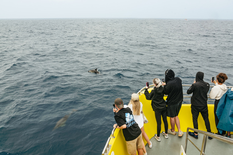 São Miguel Açores: excursion d'une demi-journée pour observer les baleines