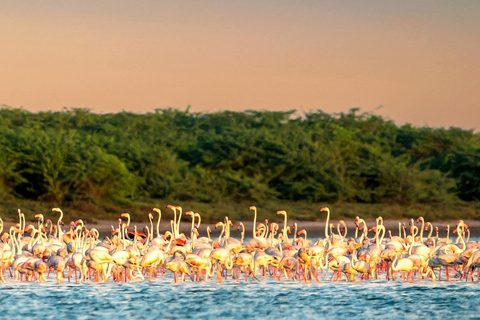 De Hikkaduwa/Galle/Mirissa : Udawalawa Safari &amp; à Ella